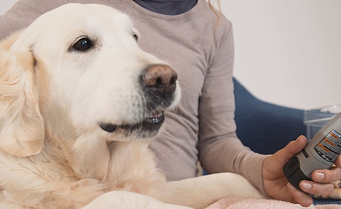 How to Trim Your Dog's Nails At Home